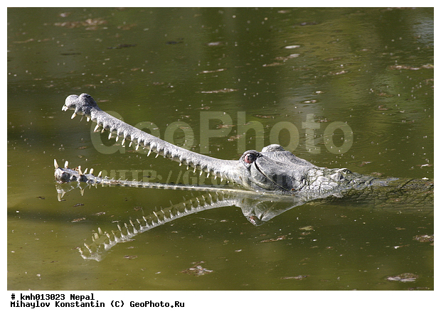 �����, ������� ������, �������, ��������, ��������, ��������������, ��������������, ��������, ��������, XYZ, ����������, Gavialidae, �������� ������, Gavialis gangeticus