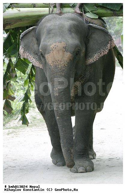 �����, ������� ������, �������, ��������, ��������, �������������, �������������, �����, �����, XYZ, ��������, Proboscidea, ��������� ����, ��������� ����, Elephas maximus