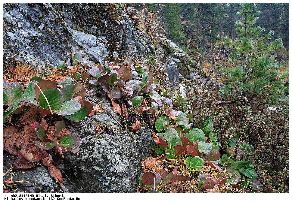 �����, ������, �����, ��������� ������, ��������� ������������ ����,  �����, ���������, ��������� ������, ������, ������ ����, ����, ����� �������, ����������, ���������, ������� �����, ���, �����, �����, ��������, ��������, ������, �����, ������  