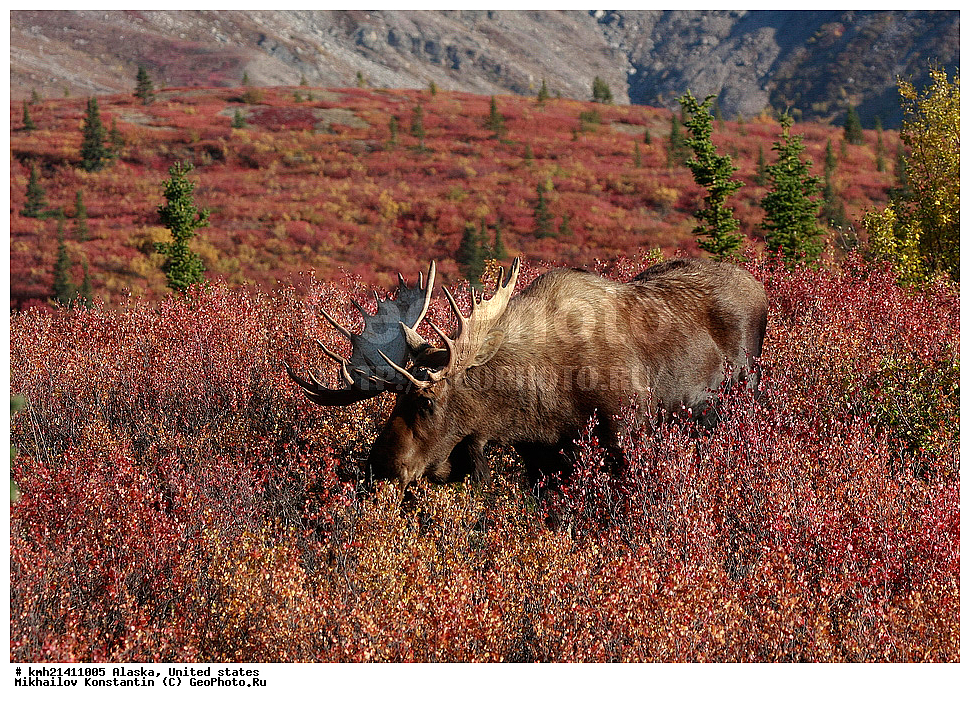 �������� �������, ���, ��������, ����������, ����. �����, �����. ������, ������, ��������, ��������, �������������, �������������, �����, �����, XYZ, ��������, ������, Cervidae, ����, �������, Alces alces