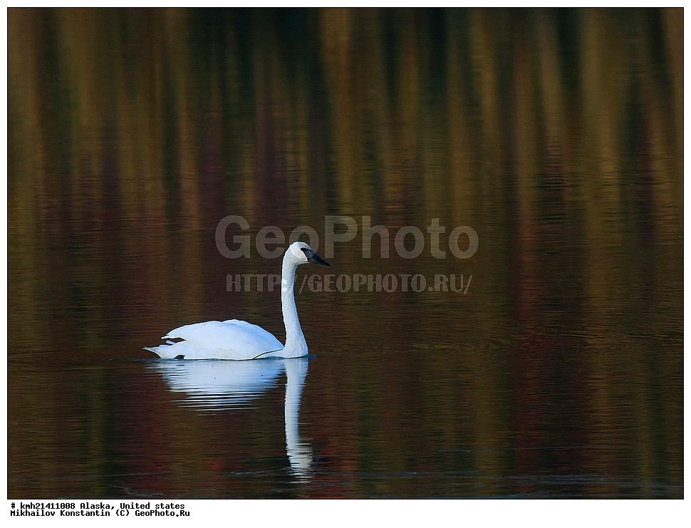 ������, �������� �������, �������� �������., ������������, ������, �����, ������, �����, ��������, ��������, �����, �����, �����������������, ������������� �����, ������������� �����, XYZ, ��������, �����������, ������, Anatidae, ������-������, Cygnus buccinator