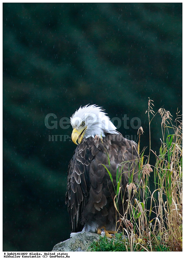  ������, �������� �������, �������� �������., ������� ������ �����., �����, ������, �����, ��������, ��������, �����, �����, ��������, �����������, ������ �����, ������ �����, XYZ, ����������, Accipitridae, ����������� �����, Haliaeetus leucocephalus