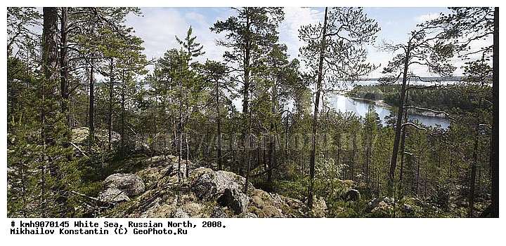 Russian North, northern Europe, landscape, trees, ��������, ������, ������� �����, ����, ������, ����� ����, �����