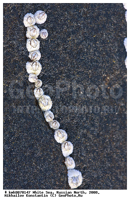 ��������. ��������������, ����, �������, �����. ��������