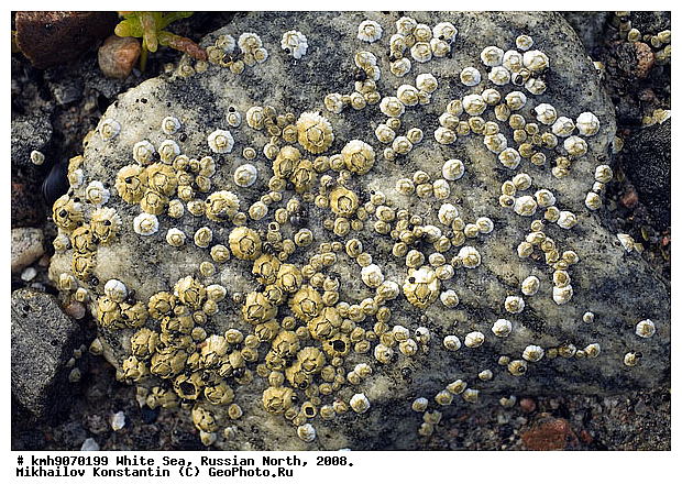  ����� ����, �������, ��������, ������, ������� �����, ��������