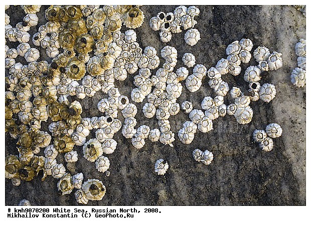  ����� ����, �������, ��������, ������, ������� �����, ��������