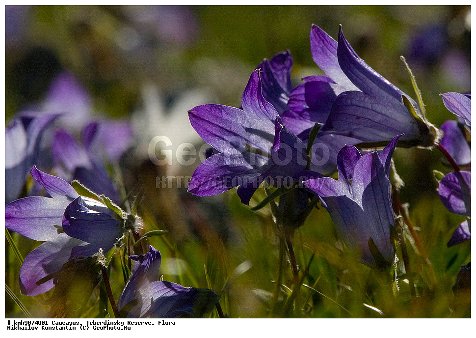 �����������, ����, ��������, �����, ������, ����������� ������������, Campanula tridentata, ������ ��������, �����, ���������� ��������, ������������ ��������, ������������ ��������, ������, �����, XYZ, ���������������, Campanulaceae, ����������� ��������, ����������� �����������, ����������� ���������, ����������� ������������, ����������� �����������, Campanula tridentate, Campanula ruprechti, Campanula biebersteiniana, Campanula tridens, Campanula tridentata ssp. biebersteiniana, Hemisphaera tridens, ������