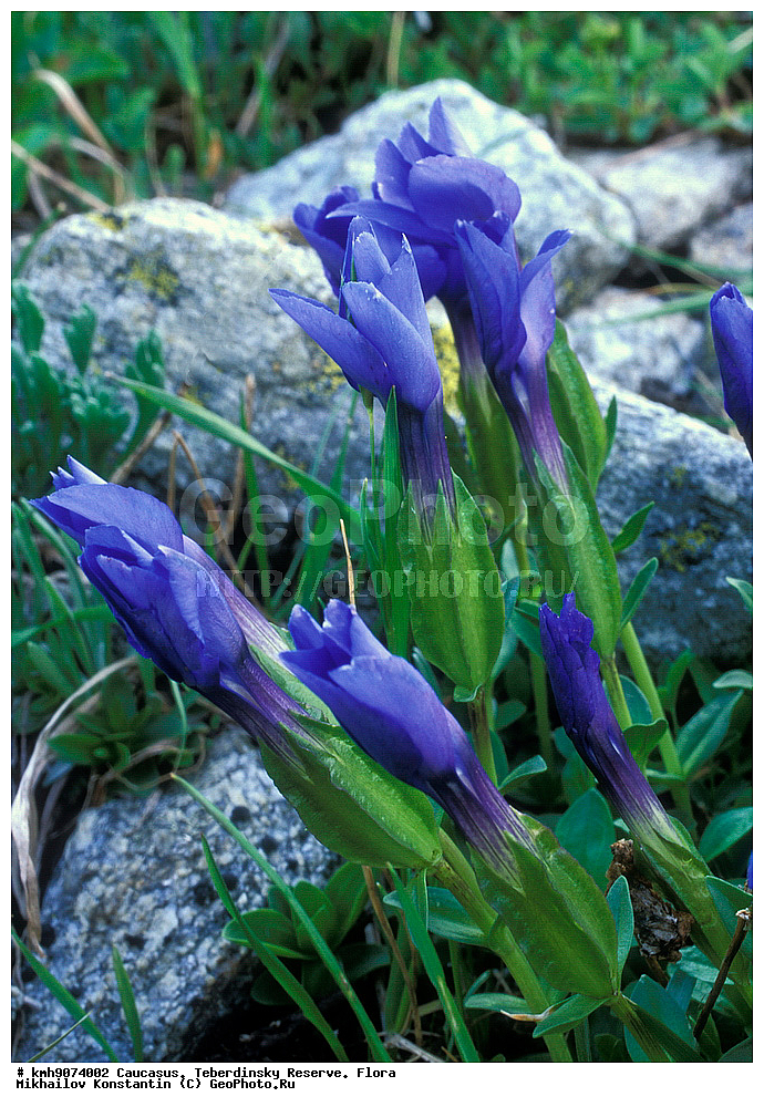 �����������, ����, ��������, �����, ������, Gentiana angulosa, ��������� ���������, ������ ��������, �����, ���������� ��������, ������������ ��������, ������������ ��������, ������, �����, XYZ, ������������, Gentianaceae, ��������� ���������, Gentiana angulosa, Calathiana angulosa, Gentiana verna ssp. angulosa, ������