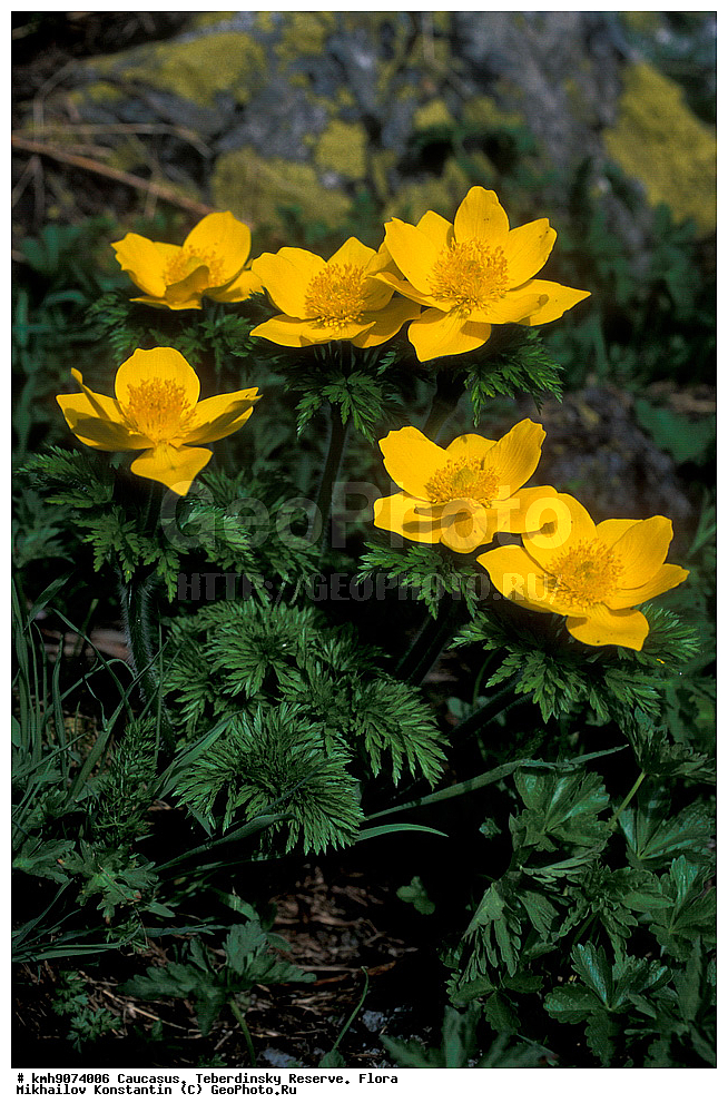 �����������, ����, ��������, �����, ������, ������ ��������, �����, ���������� ��������, ������������ ��������, ������������ ��������, ������, �����, XYZ, ���������, Ranunculaceae, �������� ����������, ���-����� ����������, Pulsatilla aurea, Anetilla aurea, ������
