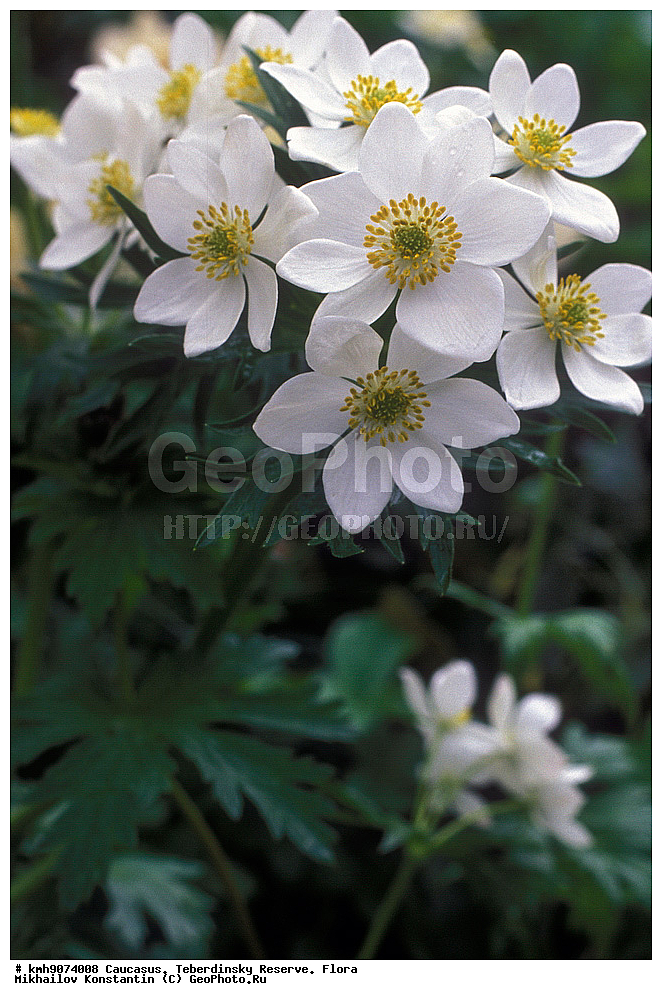 �����������, ����, ��������, �����, ������, ���������, ����������, Anemonastrum fasciculatum, ������ ��������, �����, ���������� ��������, ������������ ��������, ������������ ��������, ������, �����, XYZ, ���������, Ranunculaceae, �������� ����������, ������������ ����������, ��������� ����������, ��������� ��������, Anemonastrum fasciculatum, Anemone fasciculate, Anemone narcissiflora f. fasciculata, ������