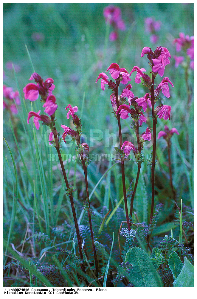 �����������, ����, ��������, �����, ������, ������ ��������, �����, ���������� ��������, ������������ ��������, ������������ ��������, ������, �����, XYZ, ������������, Scrophulariaceae, �����������, Orobanchaceae, ������ ����������, Pedicularis caucasica, ������