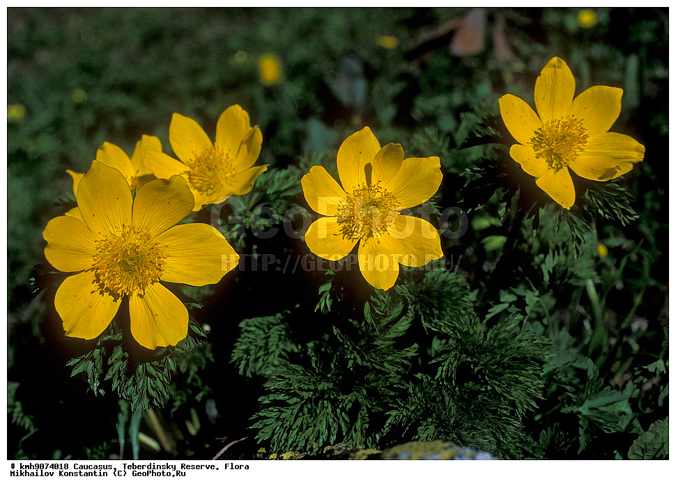 ������, ������������, ����������, �����, ��������, �����, ���-�����, �������� ����������, ���������, ������ ��������, �����, ���������� ��������, ������������ ��������, ������������ ��������, ������, �����, XYZ, ���������, Ranunculaceae, �������� ����������, ���-����� ����������, Pulsatilla aurea, Anetilla aurea, ������