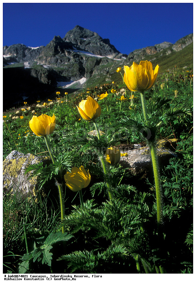 ������, ������������, ����������, �����, ��������, �����, ������ ��������, �����, ���������� ��������, ������������ ��������, ������������ ��������, ������, �����, XYZ, ���������, Ranunculaceae, �������� ����������, ���-����� ����������, Pulsatilla aurea, Anetilla aurea, ������