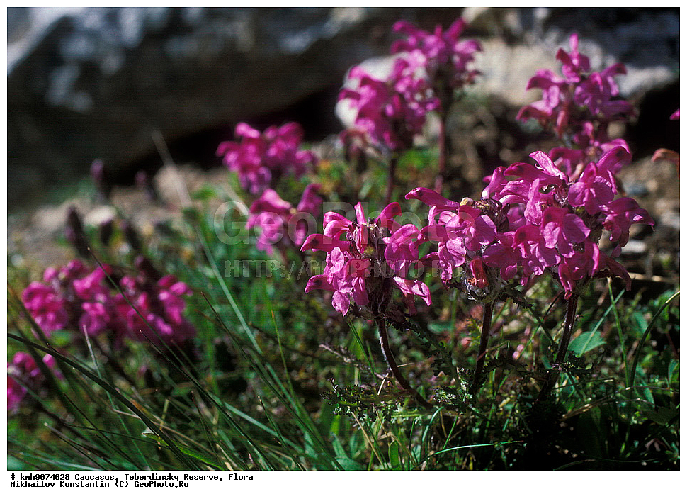 ������, ������������, ����������, �����, ��������, �����, ������ ����������, Pedicularis caucasica,, ������ ��������, �����, ���������� ��������, ������������ ��������, ������������ ��������, ������, �����, XYZ, ������������, Scrophulariaceae, �����������, Orobanchaceae, ������ ����������, Pedicularis caucasica, ������