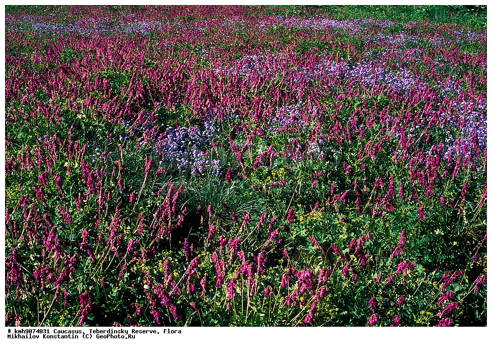 ������, ������������, ����������, �����, ��������, �����, ������ ��������, �����, ���������� ��������, ������������ ��������, ������������ ��������, ������, �����, XYZ, ������������, Boraginaceae, ��������� ����������, Myosotis alpestris, ������, �������, �����������, Fabaceae, Fabaceae, Leguminosae, Papilionaceae, �������� ����������, ���-����� ����������, Pulsatilla aurea, Anetilla aurea