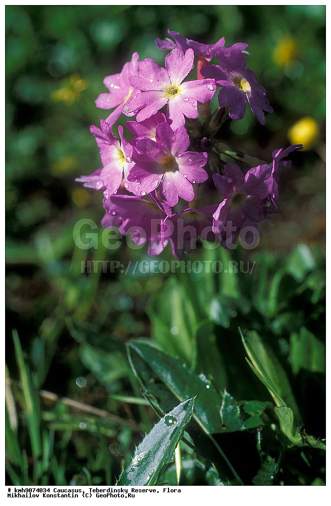 ������, ������������, ����������, �����, ��������, �����, ������ ��������, �����, ���������� ��������, ������������ ��������, ������������ ��������, ������, �����, XYZ, ������������, ����������, Primulaceae, ��������� ���������, ������� ���������, , ������