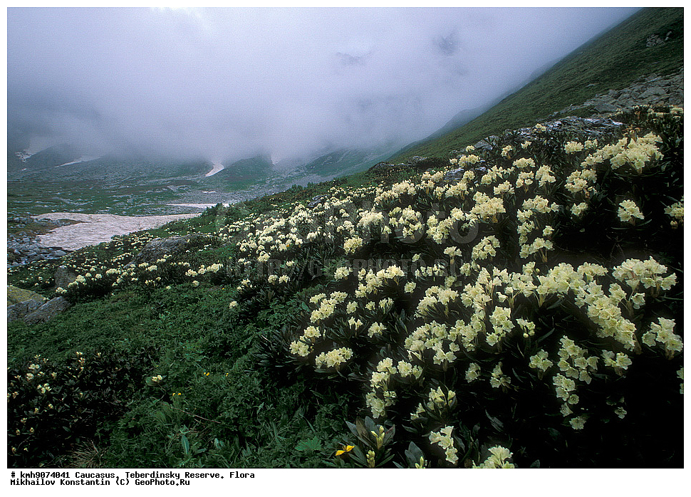 ������, ������������, ����������, �����, ��������, �����, ����������� ����������, Rhododendron caucasicum, ������ ��������, �����, ���������� ��������, ������������ ��������, ������������ ��������, ������, �����, XYZ, ����������, Ericaceae, ����������� ����������, ����������� �����, ���������� ����, Rhododendron caucasicum, ��������, ����, �������, ����, ���������, ����������, ������������ ��������, ������������ ��������, ������������, ������������ �����������, �����������, ������������, ���������, �����, ����������