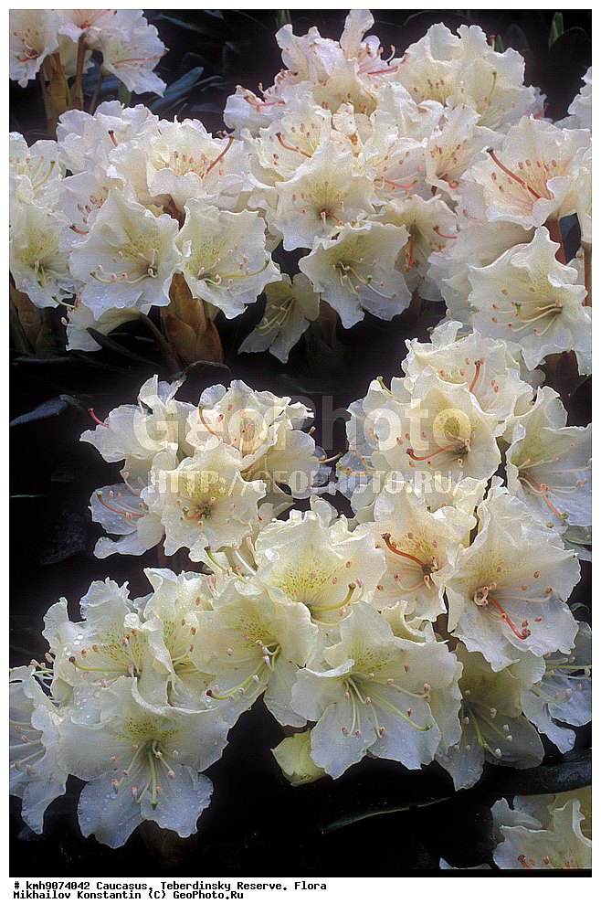 ������, ������������, ����������, �����, ��������, �����, ����������� ����������, Rhododendron caucasicum, ������ ��������, �����, ���������� ��������, ������������ ��������, ������������ ��������, ������, �����, XYZ, ����������, Ericaceae, ����������� ����������, ����������� �����, ���������� ����, Rhododendron caucasicum, ��������, ����, �������, ����, ���������, ����������, ������������ ��������, ������������ ��������, ������������, ������������ �����������, �����������, ������������, ���������, �����, ����������