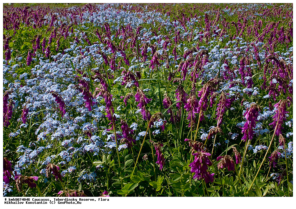 ������, ������������, ����������, �����, ��������, �����, ������ ��������, �����, ���������� ��������, ������������ ��������, ������������ ��������, ������, �����, XYZ, ������������, Boraginaceae, ��������� ����������, Myosotis alpestris, ������, �������, �����������, Fabaceae, Fabaceae, Leguminosae, Papilionaceae, �������� ����������, ���-����� ����������, Pulsatilla aurea, Anetilla aurea