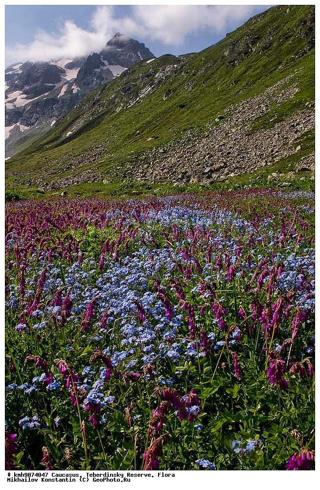 ������, ������������, ����������, �����, ��������, �����, ������ ��������, �����, ���������� ��������, ������������ ��������, ������������ ��������, ������, �����, XYZ, ������������, Boraginaceae, ��������� ����������, Myosotis alpestris, ������, �������, �����������, Fabaceae, Fabaceae, Leguminosae, Papilionaceae, �������� ����������, ���-����� ����������, Pulsatilla aurea, Anetilla aurea