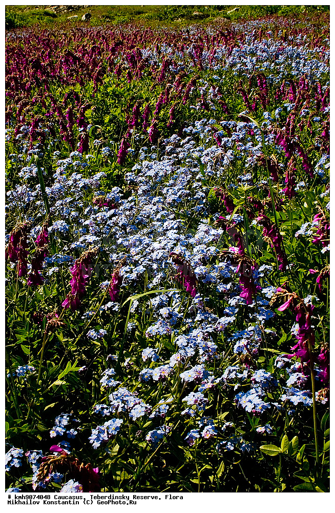 ������, ������������, ����������, �����, ��������, �����, ������ ��������, �����, ���������� ��������, ������������ ��������, ������������ ��������, ������, �����, XYZ, ������������, Boraginaceae, ��������� ����������, Myosotis alpestris, ������, �������, �����������, Fabaceae, Fabaceae, Leguminosae, Papilionaceae, �������� ����������, ���-����� ����������, Pulsatilla aurea, Anetilla aurea