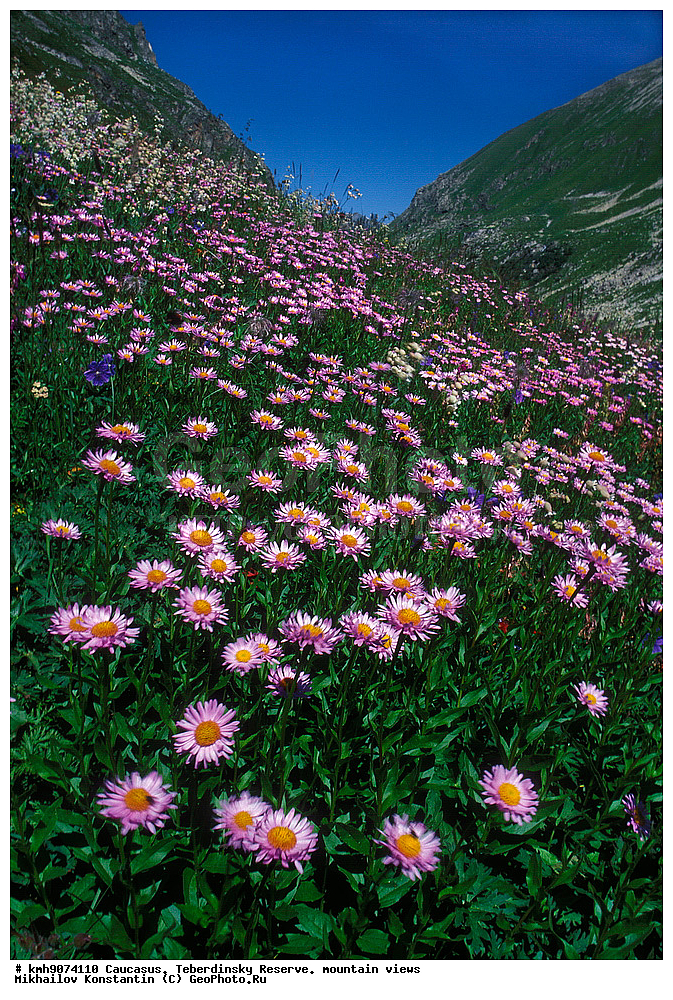 ������, ������������, ����������, �����, ��������, �����, ����� ���������� Aster alpinus, ������ ��������, �����, ���������� ��������, ������������ ��������, ������������ ��������, ������, �����, XYZ, ��������, �������������, Asteraceae, Compositae, ����� ����������, ����� �����������, ����� 