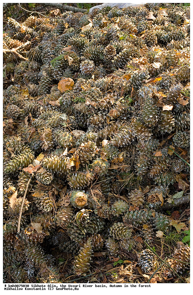 ������, �����, ������, �����, �����, ������-�����, �����, ������ ��������, �����, ��������, ���������� ��������, ������������ ��������, XYZ, ��������, Pinaceae, ����� ���������, ����� �������� ���������, ��������� ����, ������������ ����, ������������ �������� �����, Pinus koraiensis, Pinus mandschurica, Pinus prokoraiensis, ������