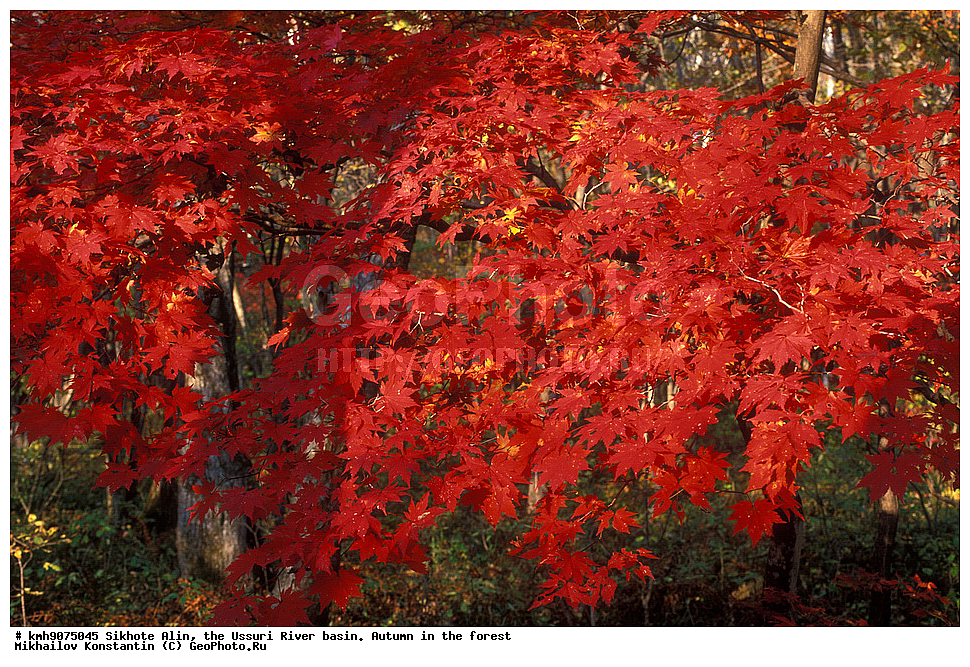 ������, �����, ������, �����, �����, ������-�����, ����, �������, �������� ����, ������ ��������, �����, ������ ��������, ���������� ��������, ������������ ��������, ������������ ��������, XYZ, ��������, ����������, Aceracea, Sapindaceae, ���� ��������������, ��� ��������������, Acer pseudosieboldianum