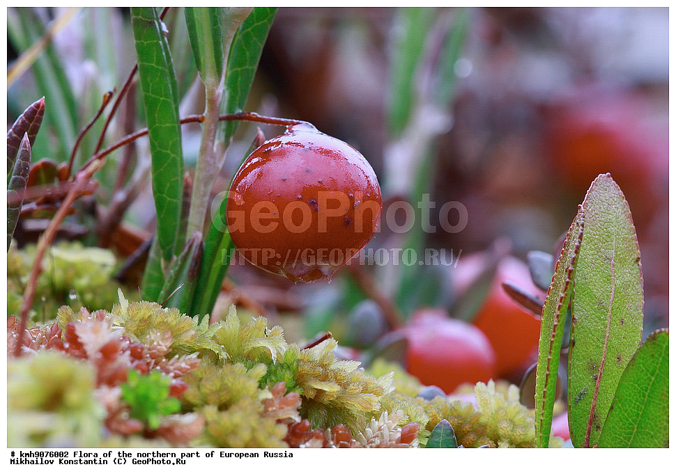 �����, �������� ������, �����, ��������, �����, �������, �������, ����, �����, ����� �������, ��������, �������, ������, ������ ��������, �����, ���������� ��������, ������������ ��������, ������������ ��������, ����, �����, �����, �����, XYZ, ����������, Ericaceae, ������ ��������, ������ ������������, ������ ����������������, Oxycoccus palustris, Oxycoccus quadripetalus, Vaccinium oxycoccos, ������ ��������, �����, ���������� ��������, ������������ ��������, ������������ ��������, ����, �����, �����, �����, XYZ, ����������, Ericaceae, ������ ��������, ������ ������������, ������ ����������������, Oxycoccus palustris, Oxycoccus quadripetalus, Vaccinium oxycoccos