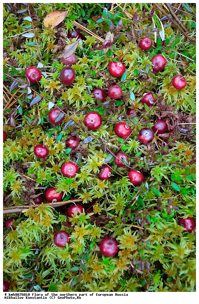 �����, �������� ������, �����, ��������, �����, �������, �������, ����, �����, ����� �������, ��������, �������, ������, ������ ��������, �����, ���������� ��������, ������������ ��������, ������������ ��������, ����, �����, �����, �����, XYZ, ����������, Ericaceae, ������ ��������, ������ ������������, ������ ����������������, Oxycoccus palustris, Oxycoccus quadripetalus, Vaccinium oxycoccos, ������ ��������, �����, ���������� ��������, ������������ ��������, ������������ ��������, ����, �����, �����, �����, XYZ, ����������, Ericaceae, ������ ��������, ������ ������������, ������ ����������������, Oxycoccus palustris, Oxycoccus quadripetalus, Vaccinium oxycoccos