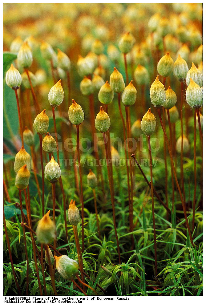 �����, �������� ������, �����, ��������, �����, �������, �������, ����, �����, ����� �������, ��������, �������, ������