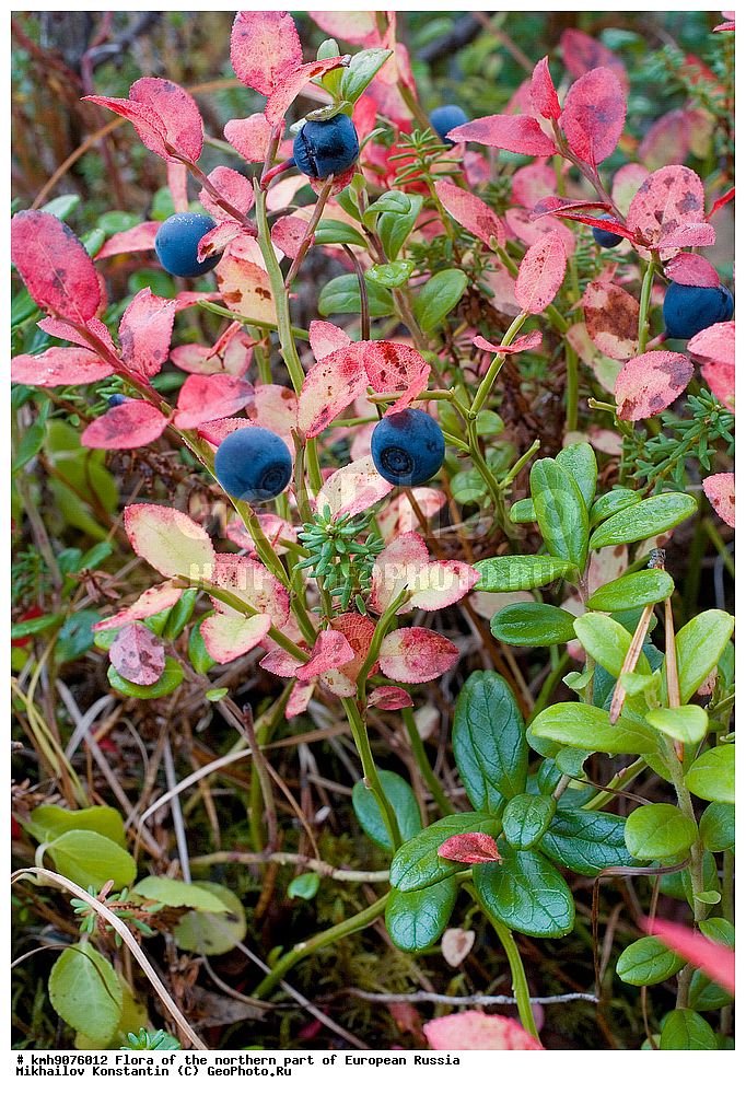 �����, �������� ������, �����, ��������, �����, �������, �������, ����, �����, ����� �������, ��������, �������, ������