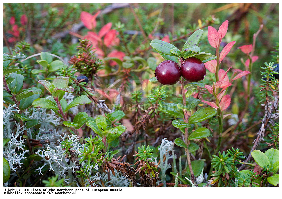 �����, �������� ������, �����, ��������, �����, �������, �������, ����, �����, ����� �������, ��������, �������, ������, ������ ��������, �����, ���������� ��������, ������������ ��������, ������������ ��������, XYZ, ����������, Ericaceae, ��������, Vaccinium vitis-idaea, ����, �����, �����, �����