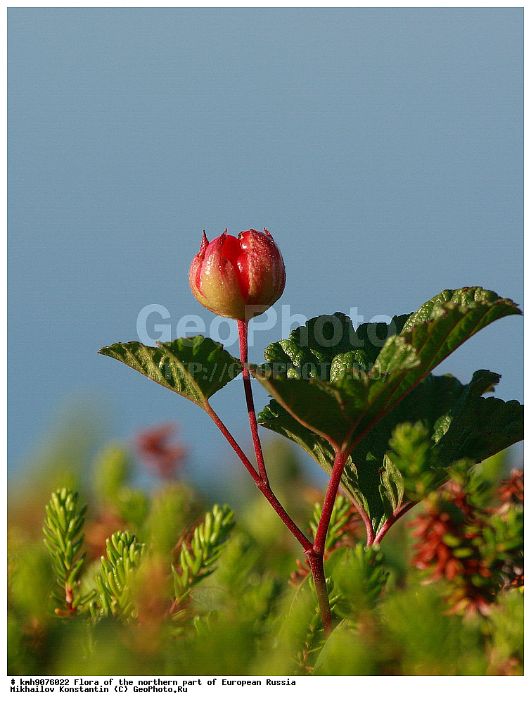 �����, �������� ������, �����, ��������, �����, �������, �������, ����, �����, ����� �������, ��������, �������, ������, ������ ��������, �����, ���������� ��������, ������������ ��������, ������������ ��������, ����, �����, �����, �����, XYZ, ������������, �������, �����������, Rosaceae, �������, ������� �����������, ������� ������������, Rubus chamaemorus