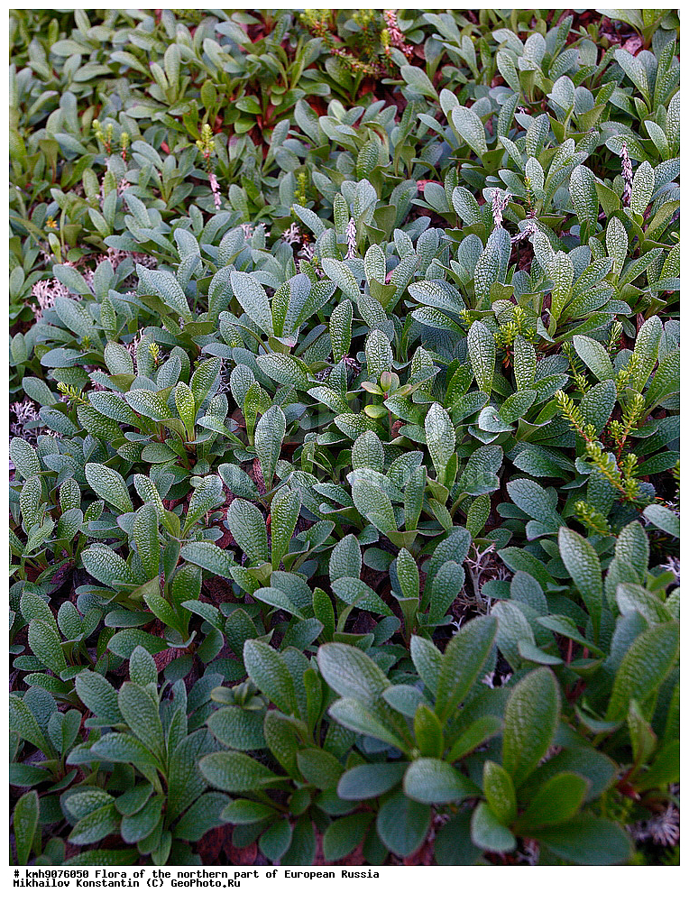 �����, �������� ������, �����, ��������, �����, �������, �������, ����, �����, ����� �������, ��������, �������, ������