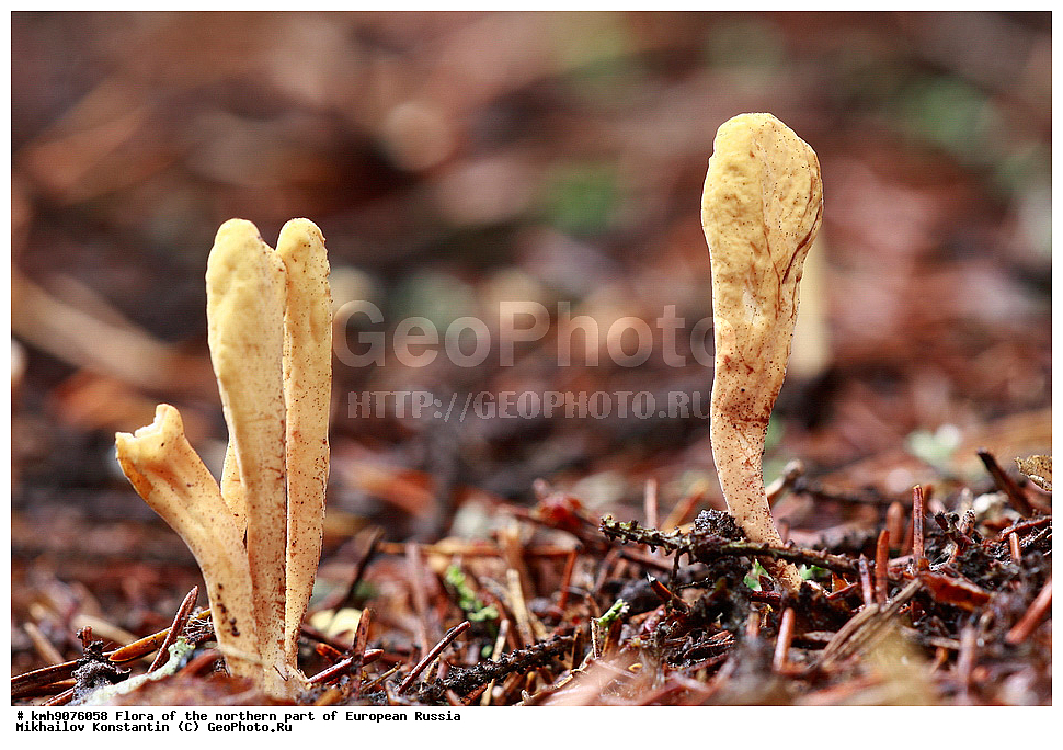 �����, �������� ������, �����, ��������, �����, �������, �������, ����, �����, ����� �������, ��������, �������, ������