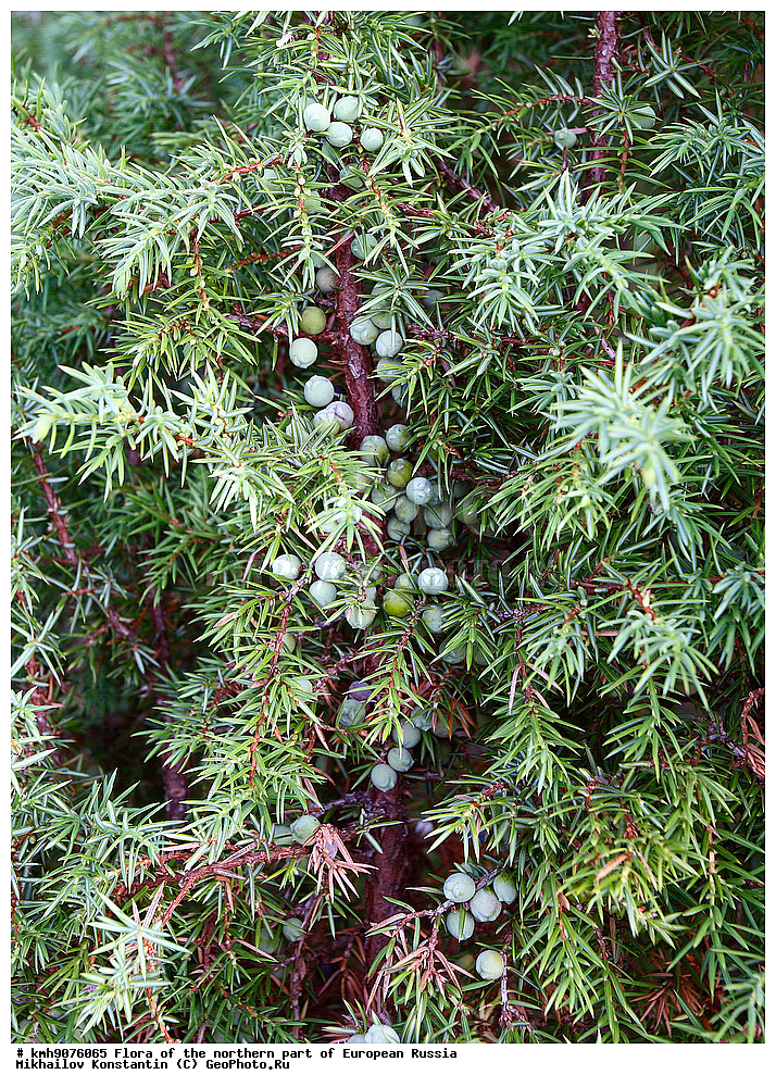 �����, �������� ������, �����, ��������, �����, �������, �������, ����, �����, ����� �������, ��������, �������, ������