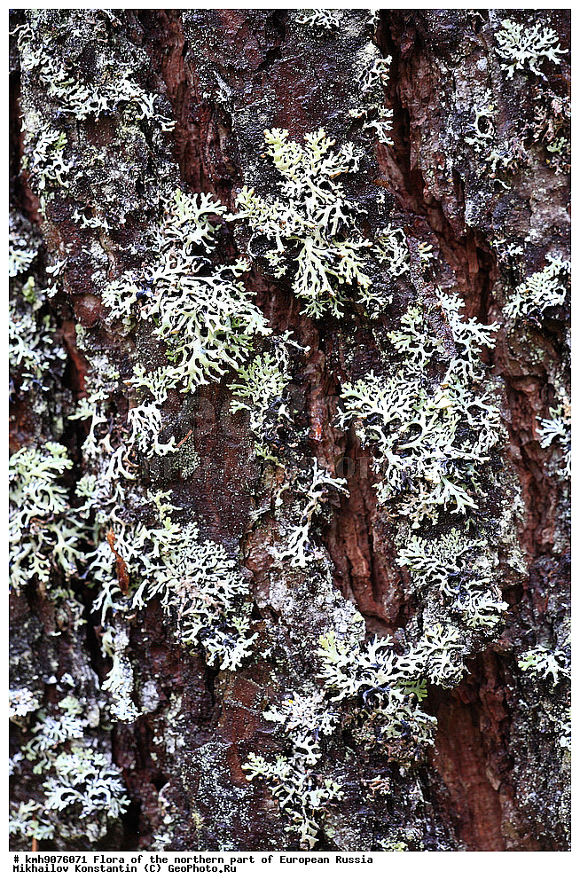 �����, �������� ������, �����, ��������, �����, �������, �������, ����, �����, ����� �������, ��������, �������, ������