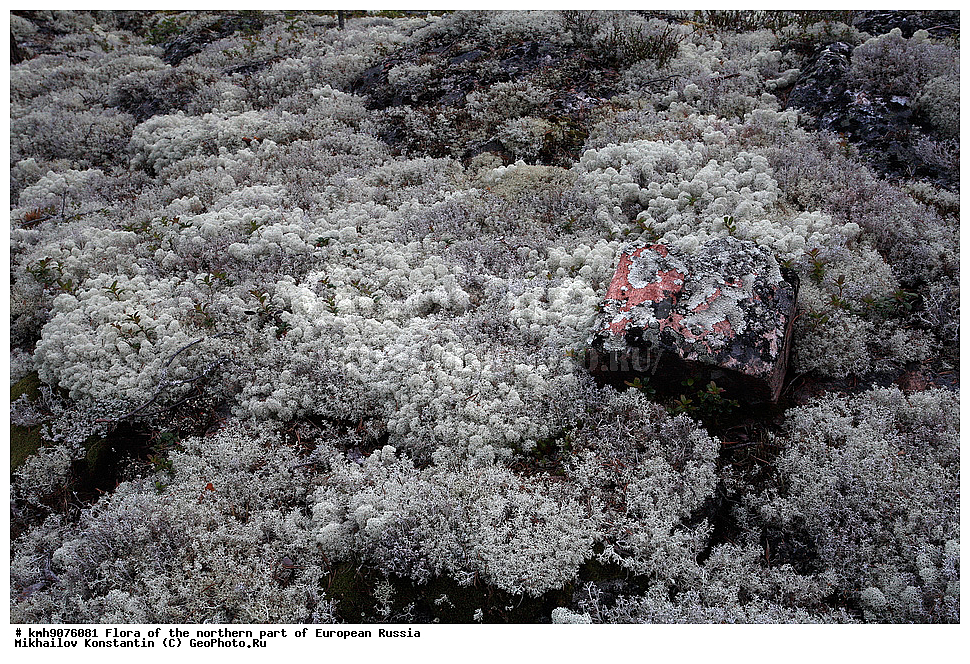 �����, �������� ������, �����, ��������, �����, �������, �������, ����, �����, ����� �������, ��������, �������, ������