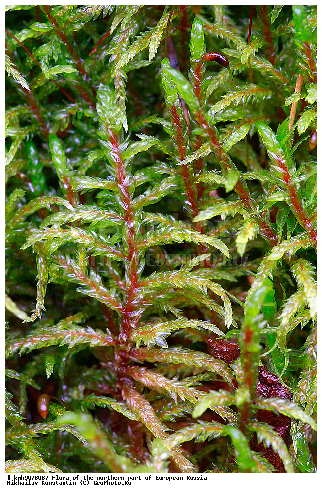 �����, �������� ������, �����, ��������, �����, �������, �������, ����, �����, ����� �������, ��������, �������, ������