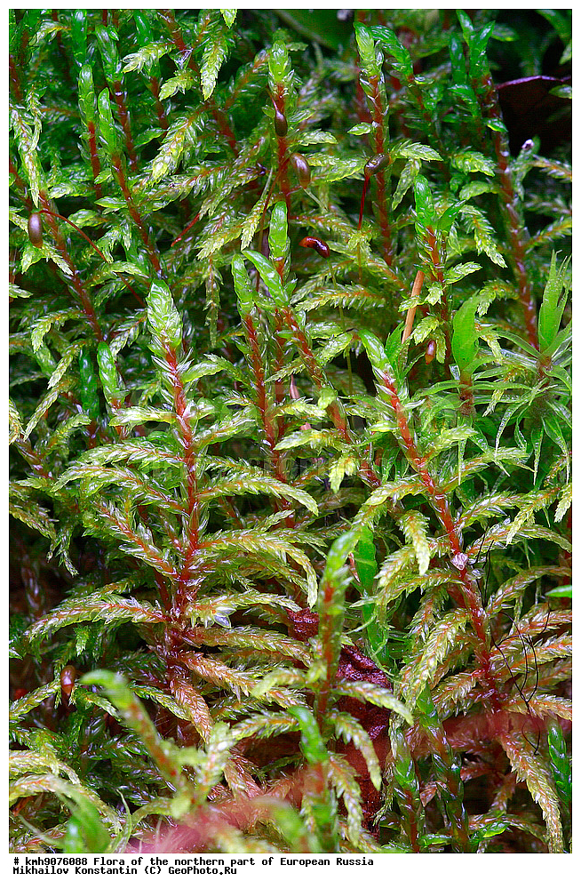 �����, �������� ������, �����, ��������, �����, �������, �������, ����, �����, ����� �������, ��������, �������, ������