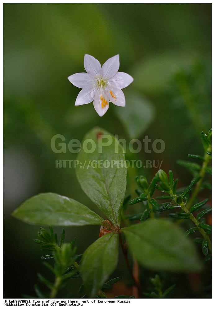 �����, �������� ������, �����, ��������, �����, �������, �������, ����, �����, ����� �������, ��������, �������, ������