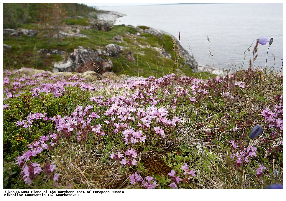 �����, �������� ������, �����, ��������, �����, �������, �������, ����, �����, ����� �������, ��������, �������, ������