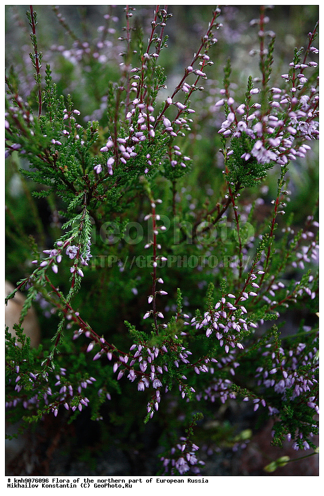 �����, �������� ������, �����, ��������, �����, �������, �������, ����, �����, ����� �������, ��������, �������, ������