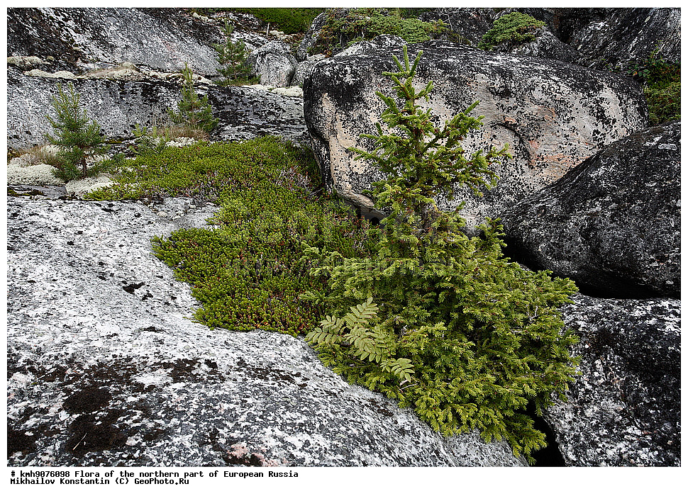 �����, �������� ������, �����, ��������, �����, �������, �������, ����, �����, ����� �������, ��������, �������, ������