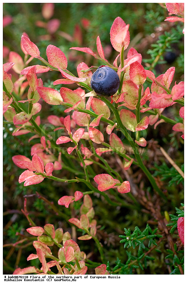 �����, �������� ������, �����, ��������, �����, �������, �������, ����, �����, ����� �������, ��������, �������, ������