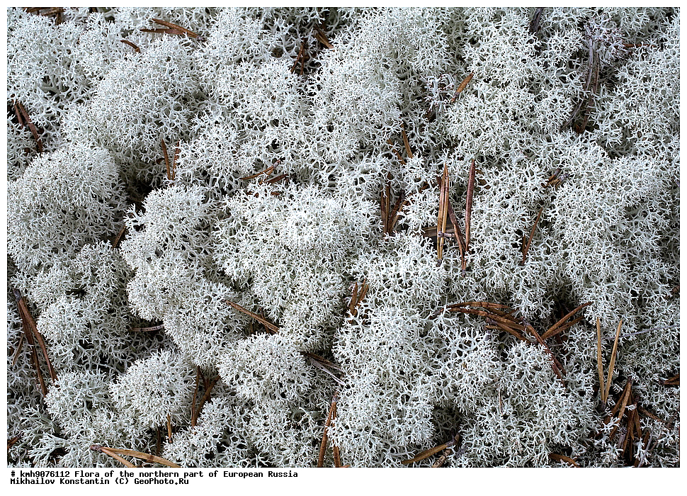 �����, �������� ������, �����, ��������, �����, �������, �������, ����, �����, ����� �������, ��������, �������, ������