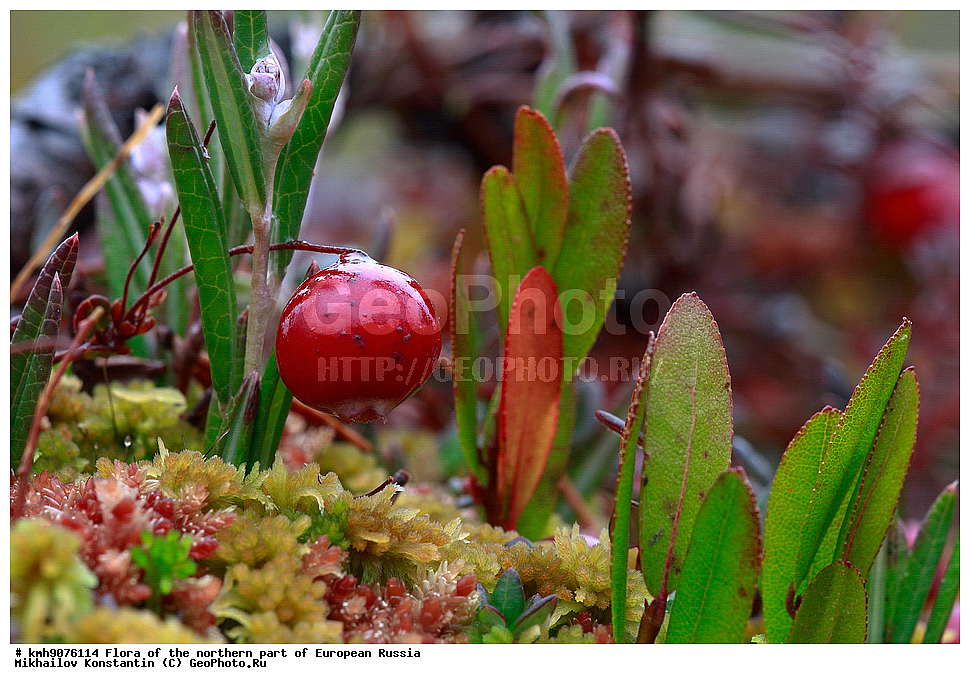 �����, �������� ������, �����, ��������, �����, �������, �������, ����, �����, ����� �������, ��������, �������, ������, ������ ��������, �����, ���������� ��������, ������������ ��������, ������������ ��������, ����, �����, �����, �����, XYZ, ����������, Ericaceae, ������ ��������, ������ ������������, ������ ����������������, Oxycoccus palustris, Oxycoccus quadripetalus, Vaccinium oxycoccos, ������ ��������, �����, ���������� ��������, ������������ ��������, ������������ ��������, ����, �����, �����, �����, XYZ, ����������, Ericaceae, ������ ��������, ������ ������������, ������ ����������������, Oxycoccus palustris, Oxycoccus quadripetalus, Vaccinium oxycoccos