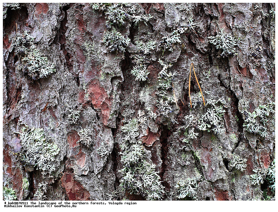 ��������, �������� ���, ���, ����������� �������, �������