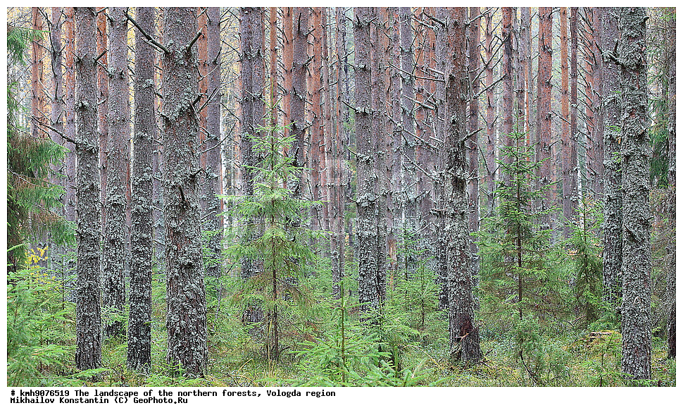 ��������, �������� ���, ���, ����������� �������, �������